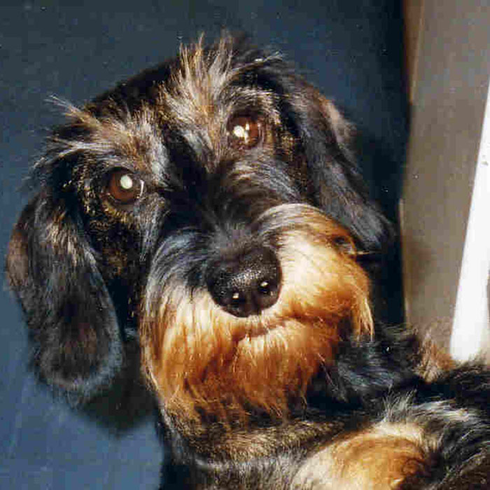 Kopie von ZorroTyp 700x700